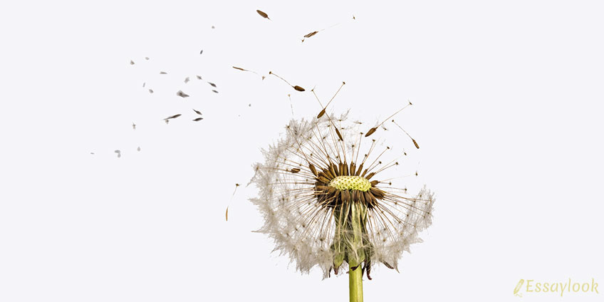 Dandelions