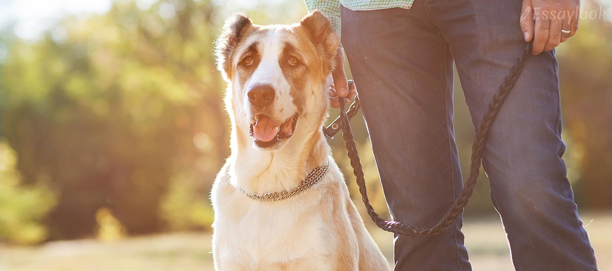 Dog on Leash